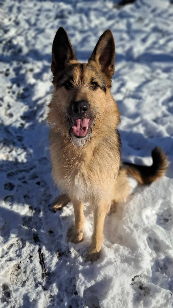 Pies do adopcji, Olsztyn, 16 października 2024 (1/5)