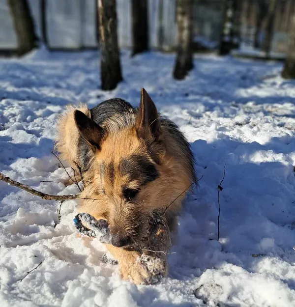 Pies do adopcji, Olsztyn, 16 października 2024 (2/5)