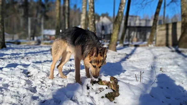 Pies do adopcji, Olsztyn, 16 października 2024 (3/5)