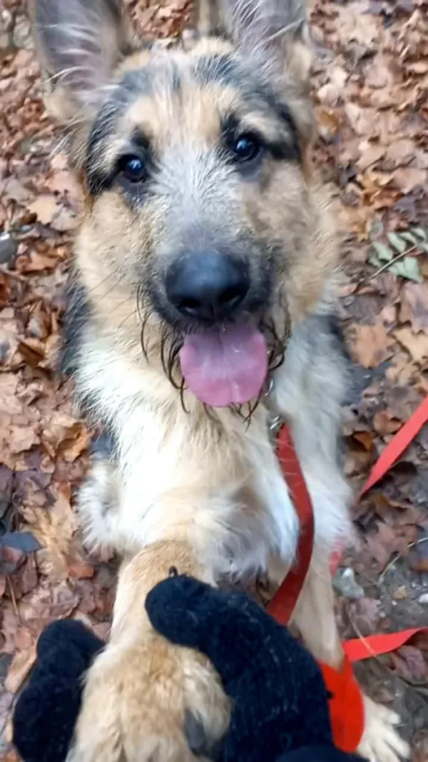 Pies do adopcji, Olsztyn, 16 października 2024 (4/5)