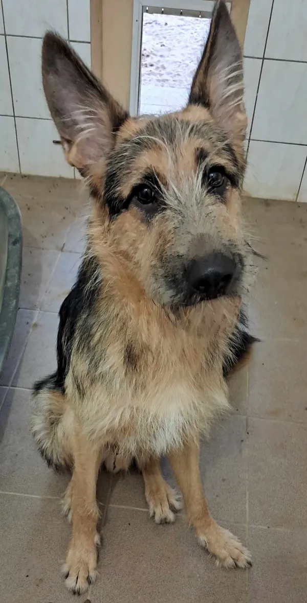 Pies do adopcji, Olsztyn, 16 października 2024 (5/5)