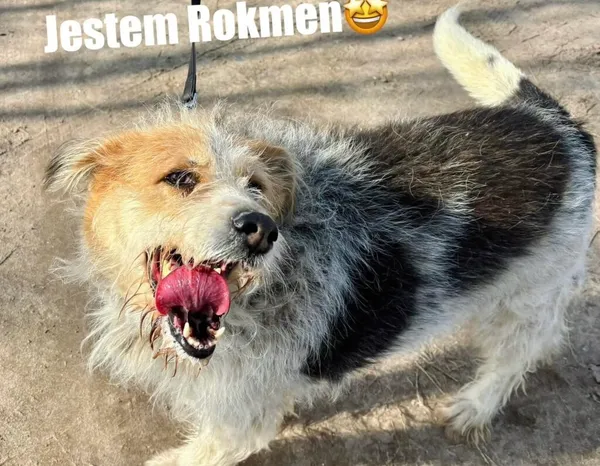 Pies do adopcji, Przyborówko, 19 stycznia 2026 (5/5)