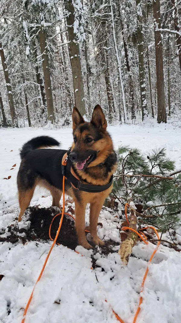 Pies do adopcji, Olsztyn, 16 kwietnia 2024 (1/5)