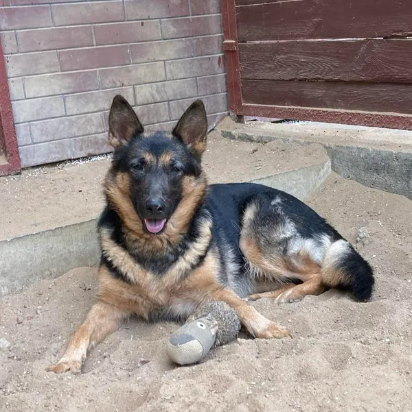 Pies do adopcji, Olsztyn, 16 kwietnia 2024 (2/5)