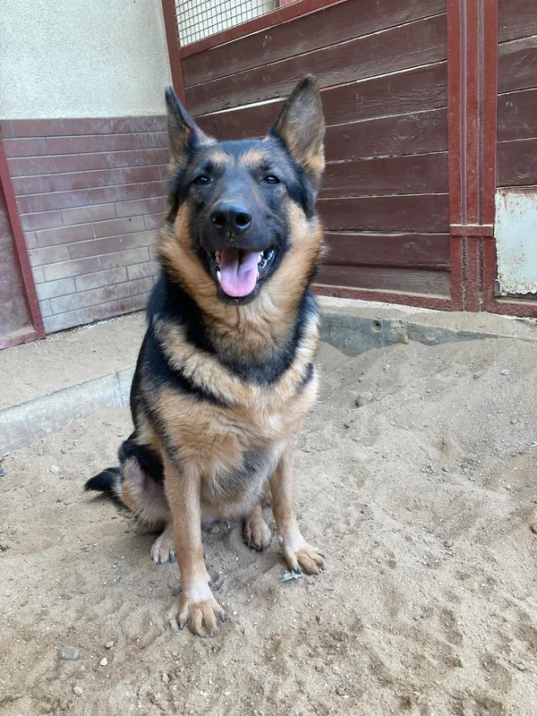 Pies do adopcji, Olsztyn, 16 kwietnia 2024 (3/5)