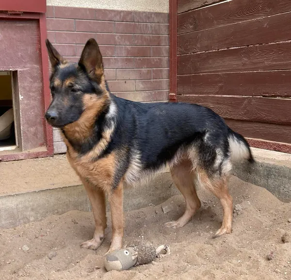 Pies do adopcji, Olsztyn, 16 kwietnia 2024 (4/5)