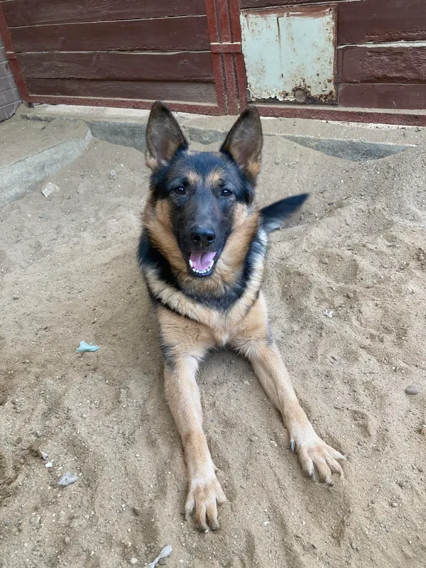 Pies do adopcji, Olsztyn, 16 kwietnia 2024 (5/5)