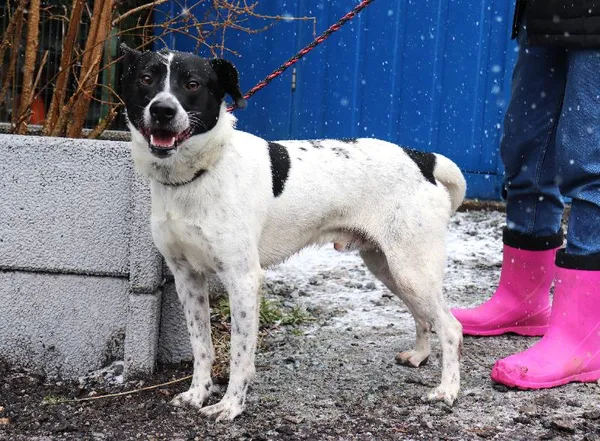 Znaleziono psa, Łódź, 1 marca 2025 (5/5)