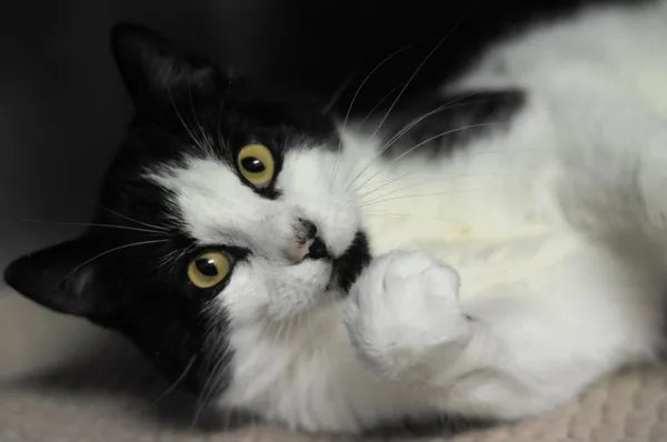 Kot do adopcji, Olsztyn, 10 listopada 2024 (2/4)