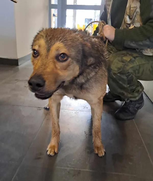 Znaleziono psa, Olsztyn, 16 grudnia 2024 (2/2)