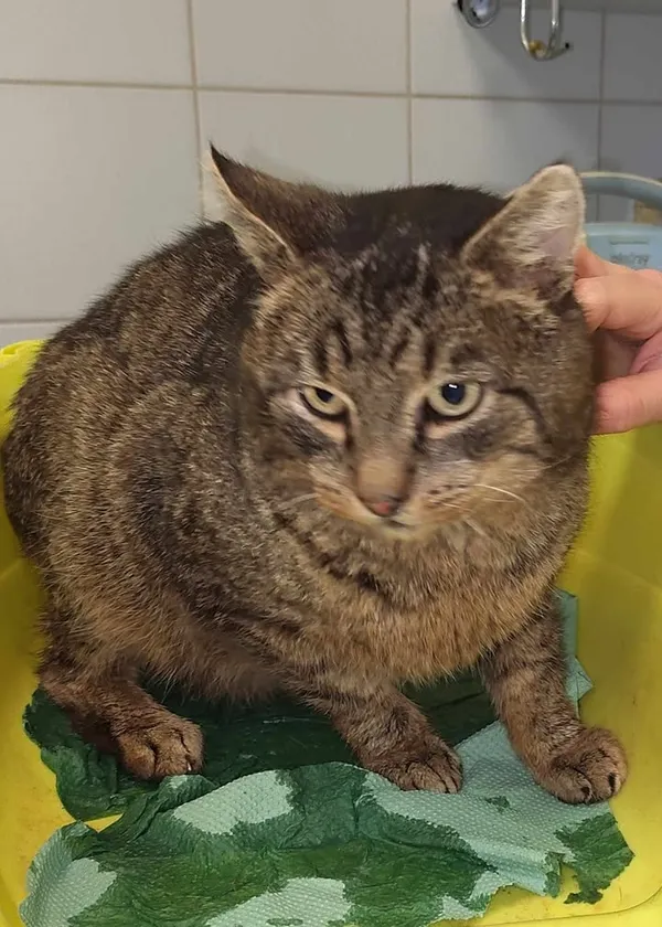 Znaleziono kota, Lublin, 14 lutego 2025