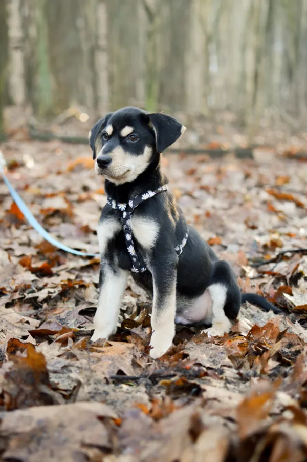 Znaleziono psa, Sosnowiec, 14 grudnia 2024 (1/5)