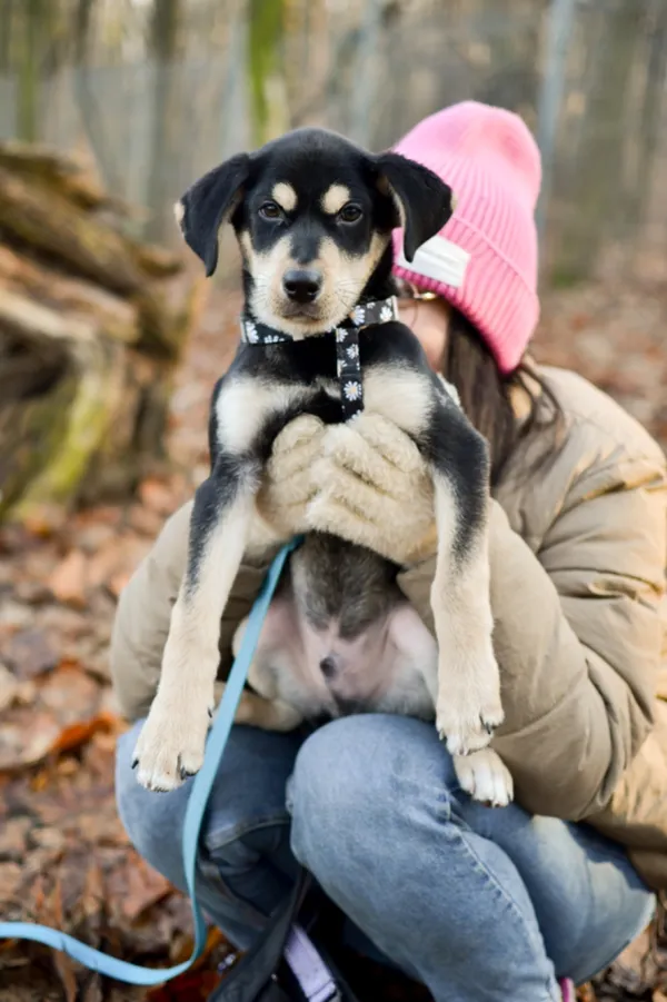 Znaleziono psa, Sosnowiec, 14 grudnia 2024 (2/5)