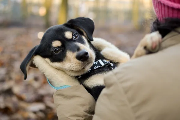 Znaleziono psa, Sosnowiec, 14 grudnia 2024 (4/5)