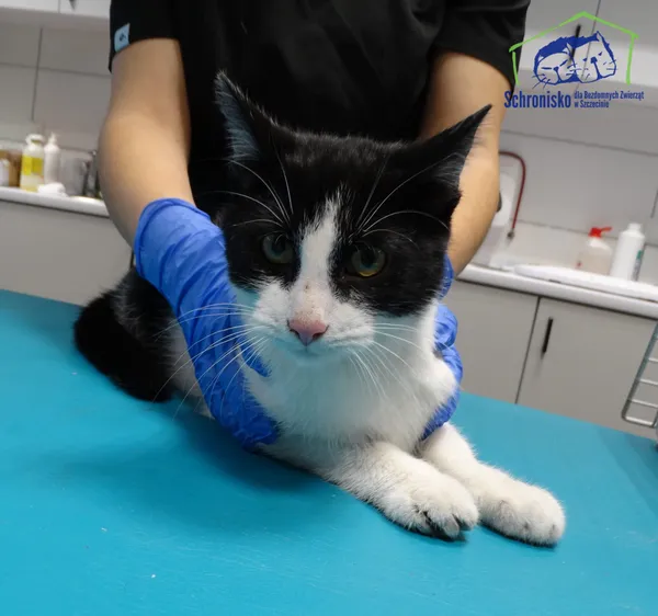 Znaleziono kota, Szczecin, 2 grudnia 2024