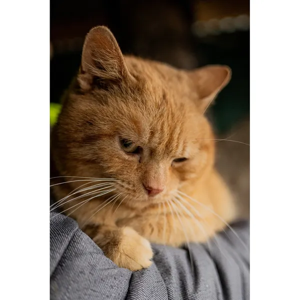 Znaleziono kota, Białystok, 17 grudnia 2024 (1/5)