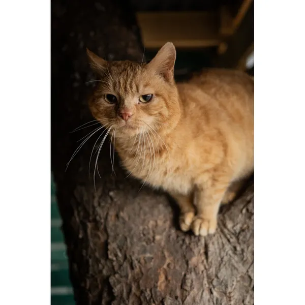 Znaleziono kota, Białystok, 17 grudnia 2024 (2/5)