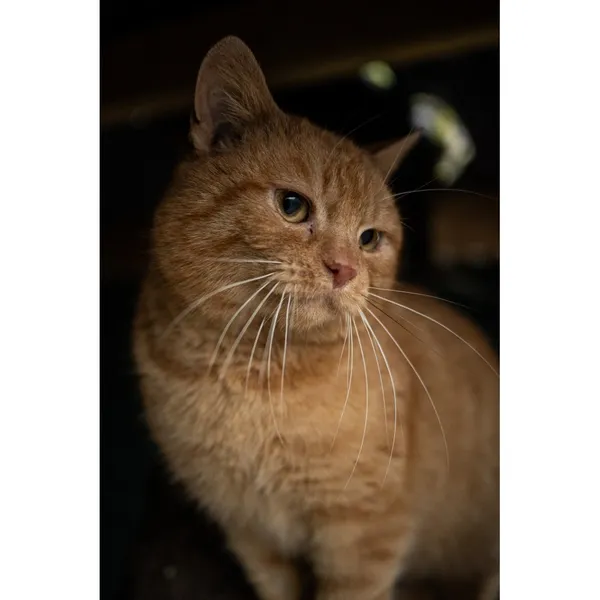 Znaleziono kota, Białystok, 17 grudnia 2024 (4/5)