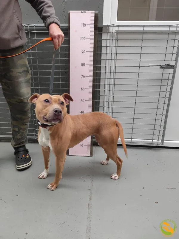 Znaleziono psa, Skałowo, 19 stycznia 2026