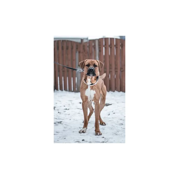 Znaleziono psa, Białystok, 2 grudnia 2024 (1/4)