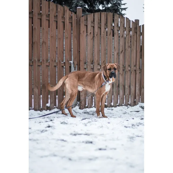 Znaleziono psa, Białystok, 2 grudnia 2024 (2/4)