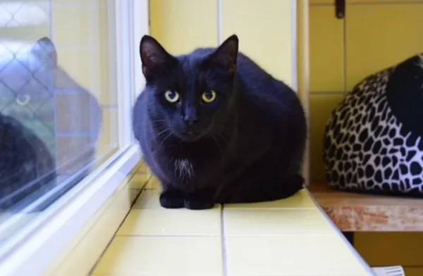 Kot do adopcji, Wrocław, 11 czerwca 2021