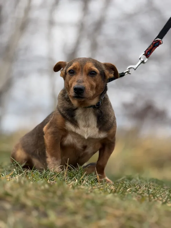 Pies do adopcji, Pieczyska, 18 grudnia 2024 (3/5)