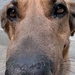 Pies do adopcji