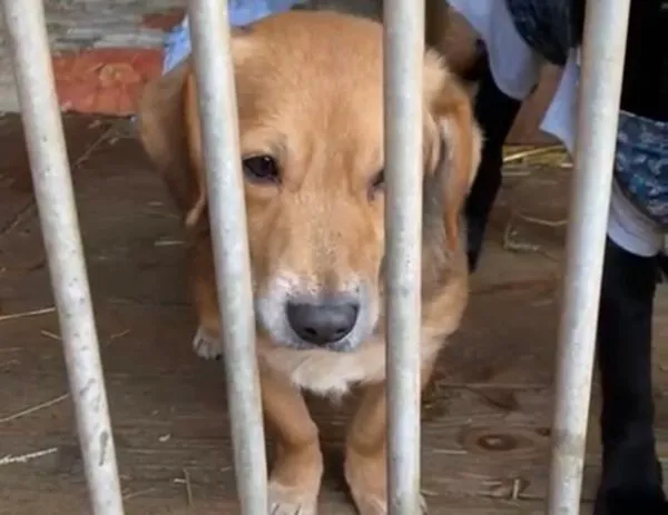 Kot do adopcji, Głowno, 26 stycznia 2025 (1/5)