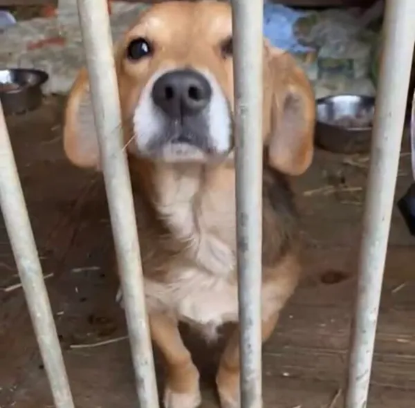 Kot do adopcji, Głowno, 26 stycznia 2025 (2/5)