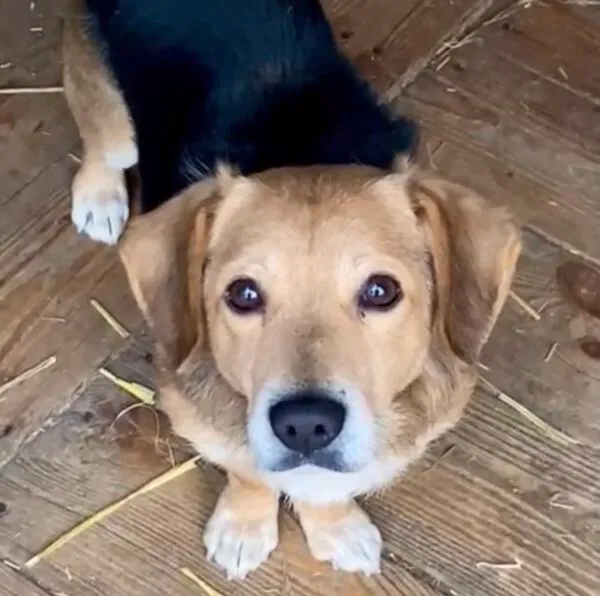 Kot do adopcji, Głowno, 26 stycznia 2025 (5/5)