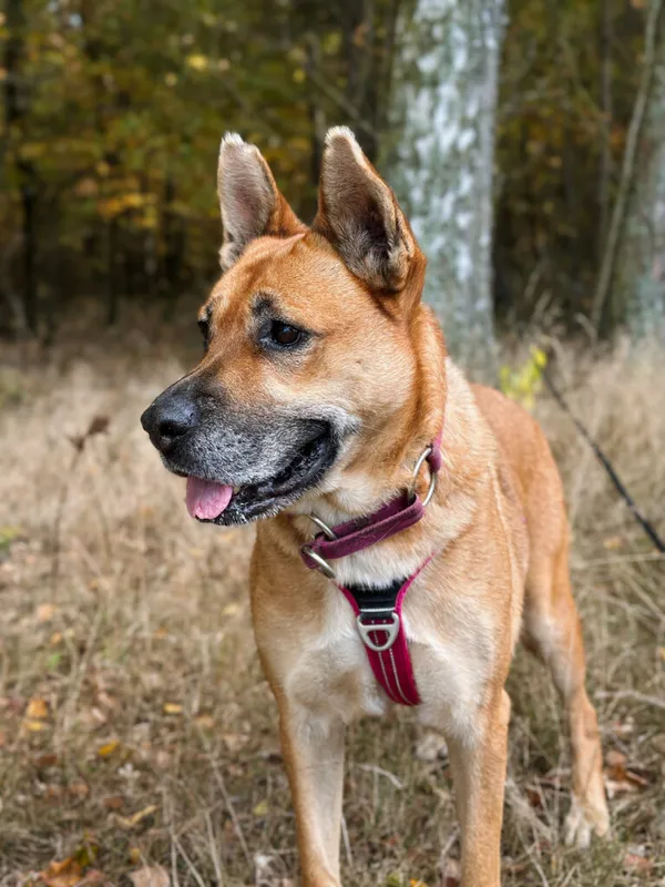 Pies do adopcji, Korabiewice, 9 grudnia 2024 (2/5)