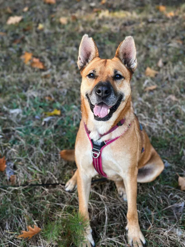 Pies do adopcji, Korabiewice, 9 grudnia 2024 (4/5)