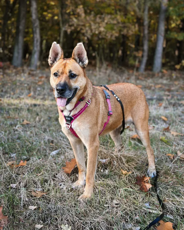 Pies do adopcji, Korabiewice, 9 grudnia 2024 (5/5)