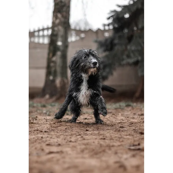 Znaleziono psa, Białystok, 3 grudnia 2024 (3/4)