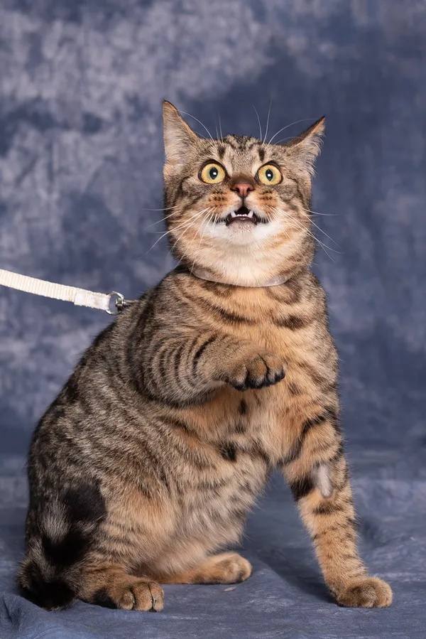 Kot do adopcji, Gdańsk, 21 października 2024