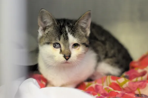 Kot do adopcji, Olsztyn, 14 grudnia 2024 (1/3)