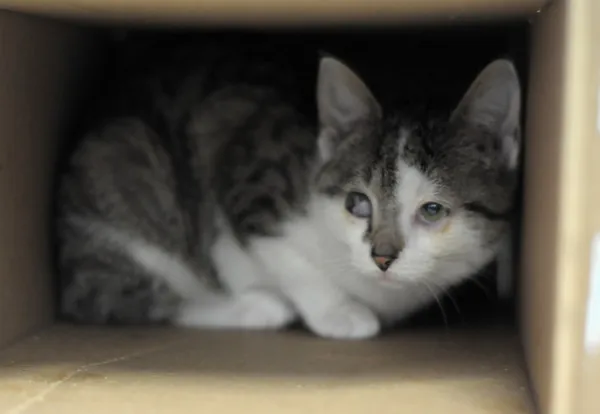 Kot do adopcji, Olsztyn, 14 grudnia 2024 (2/3)