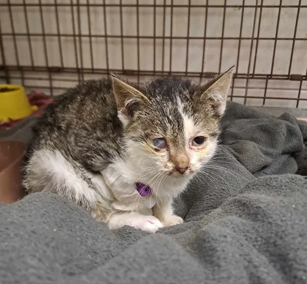 Kot do adopcji, Olsztyn, 14 grudnia 2024 (3/3)