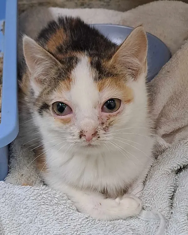 Kot do adopcji, Olsztyn, 14 grudnia 2024 (3/3)