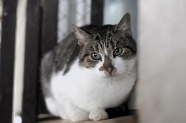 Kot do adopcji, Olsztyn, 6 grudnia 2024 (1/2)