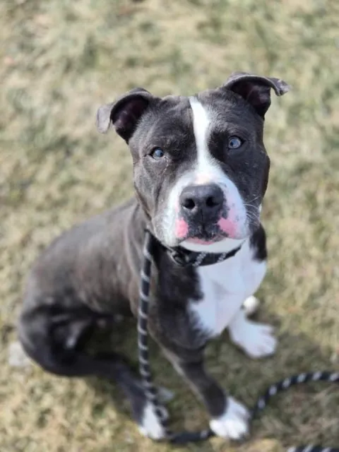 Znaleziono psa, Lublin, 20 grudnia 2024