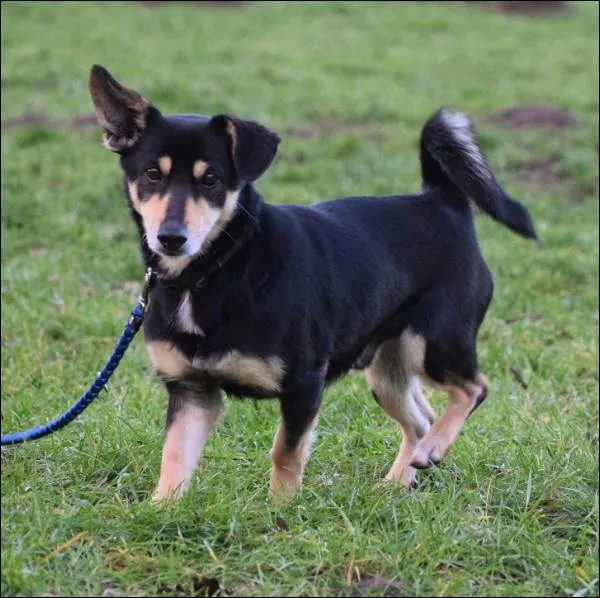 Znaleziono psa, Grudziądz, 20 marca 2024