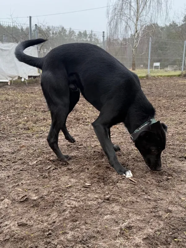 Pies do adopcji, Włocławek, 19 grudnia 2024 (5/5)