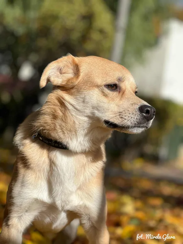 Pies do adopcji, Bydgoszcz, 19 grudnia 2025 (5/5)