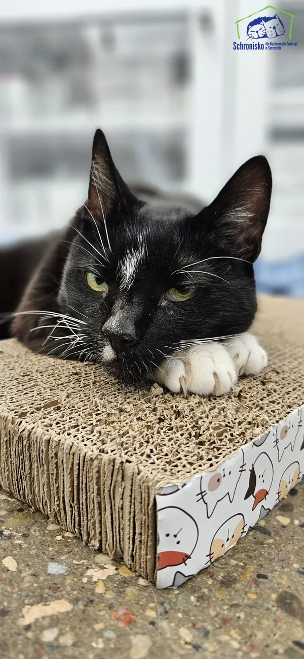 Znaleziono kota, Szczecin, 20 grudnia 2024 (4/4)