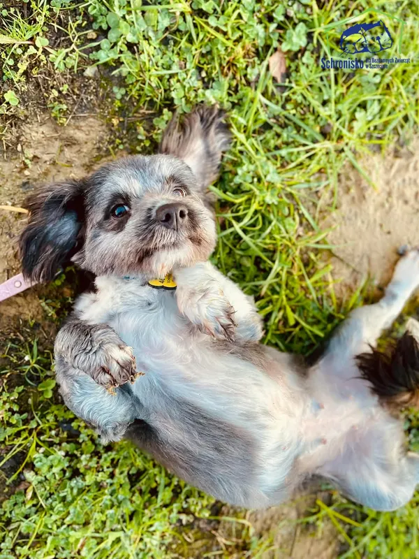 Znaleziono psa, Szczecin, 19 grudnia 2024 (1/3)