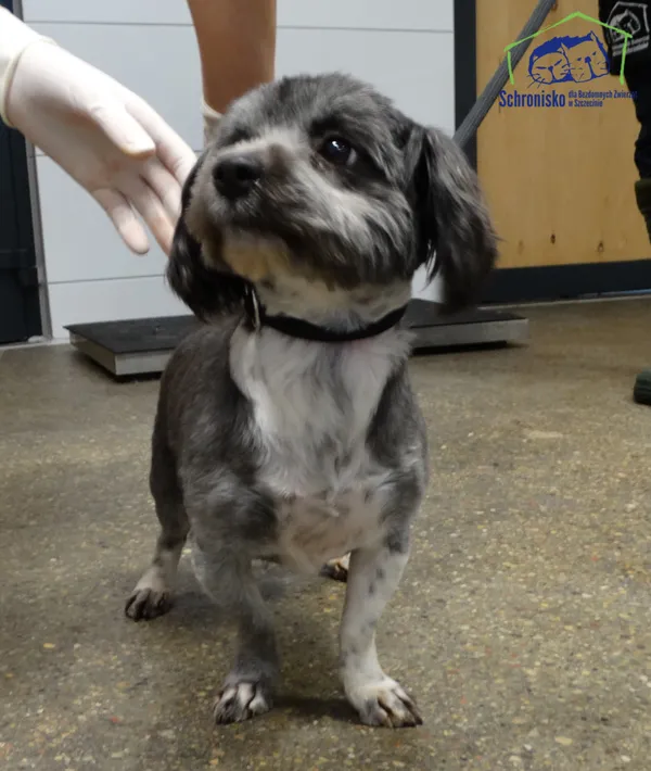Znaleziono psa, Szczecin, 19 grudnia 2024 (3/3)