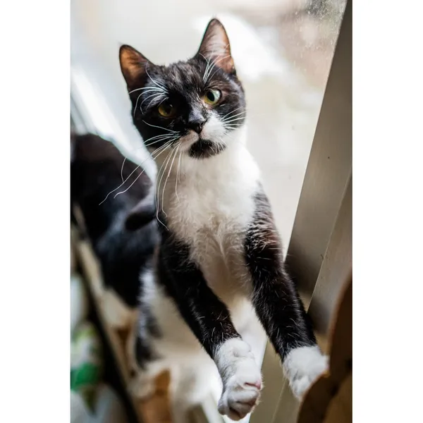 Znaleziono kota, Białystok, 21 grudnia 2024 (3/5)