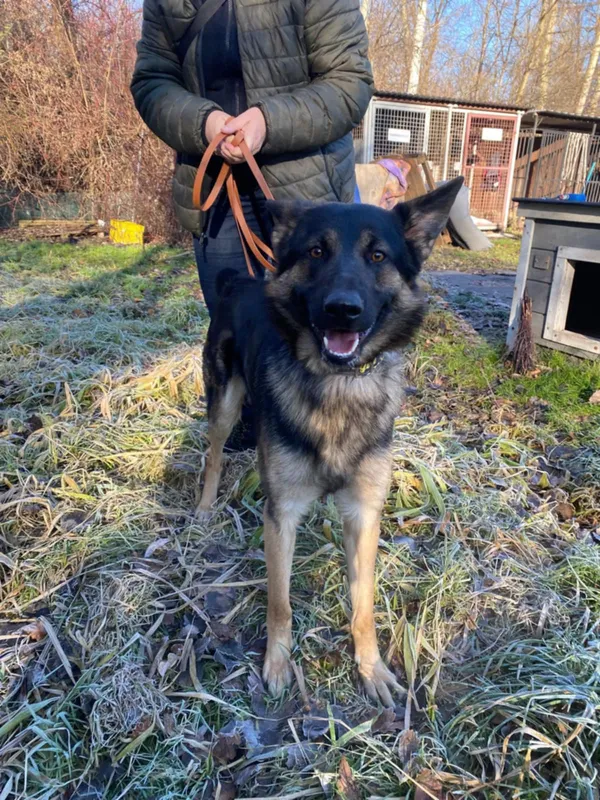 Znaleziono psa, Żywiec, 21 grudnia 2024 (1/5)